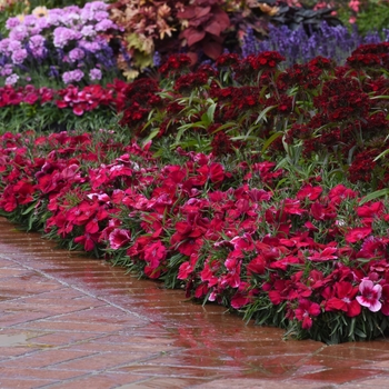 Dianthus chinensis Coronet™ 'Cherry Red' (132168)