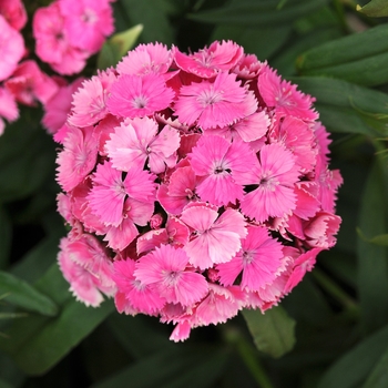 Dianthus barbatus Dash™ '' (132180)