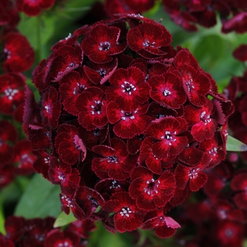 Dianthus barbatus Dash™ '' (132181)