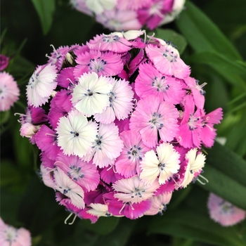 Dianthus barbatus Dash™ 'Magician' (132183)