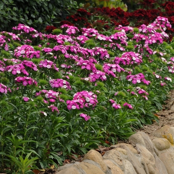 Dianthus barbatus Dash™ 'Magician' (132185)