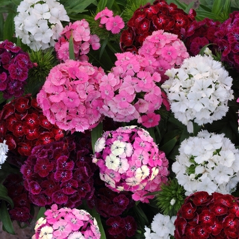 Dianthus barbatus Dash™ '' (132186)