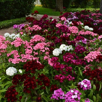 Dianthus barbatus Dash™ '' (132188)