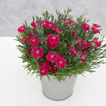 Dianthus Dianthalot™ 'Dark Red+Star' (132190)