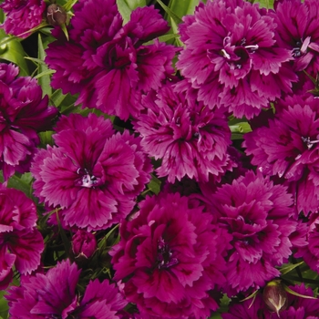 Dianthus barbatus Dynasty 'Orchid' (132191)