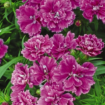 Dianthus barbatus Dynasty 'Orchid' (132192)