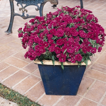 Dianthus barbatus Dynasty 'Purple' (132196)