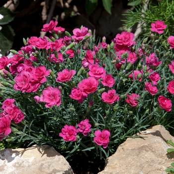 Dianthus Everlast™ 'Dark Pink' (132202)