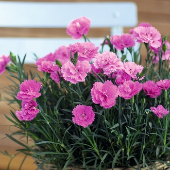 Dianthus Everlast™ '' (132207)