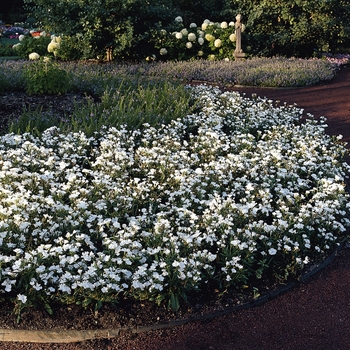 Dianthus chinensis x barbatus Floral Lace™ '' (132228)