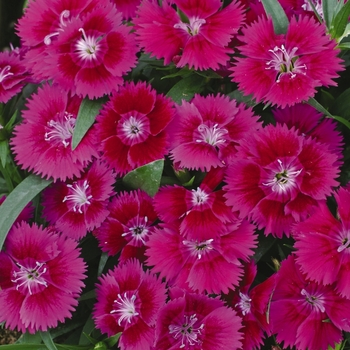 Dianthus Ideal Select™ 'Violet' (132239)