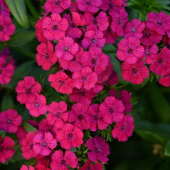 Dianthus Jolt™ 'Cherry' (132248)