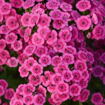 Dianthus Jolt™ '' (132250)