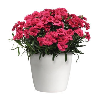 Dianthus caryophyllus Oscar® 'Cherry + Velvet' (132252)