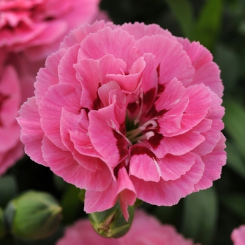 Dianthus caryophyllus Oscar® 'Pink + Purple' (132255)