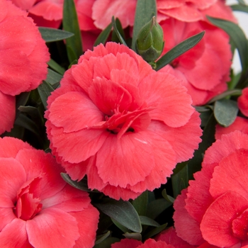 Dianthus caryophyllus Oscar® 'Salmon' (132257)