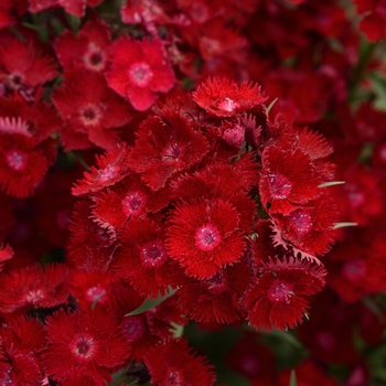 Dianthus Rockin'™ 'Red' (132262)