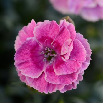 Dianthus caryophyllus SuperTrouper™ '' (132265)