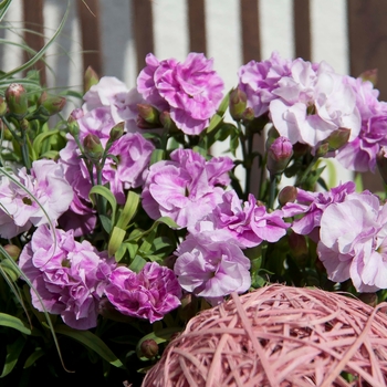 Dianthus caryophyllus SuperTrouper™ '' (132267)