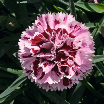 Dianthus caryophyllus SuperTrouper™ 'Velvet + White' (132277)