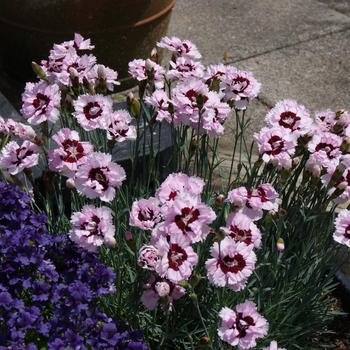 Dianthus Scent from Heaven™ 'Angel of Enlightenment' (132313)