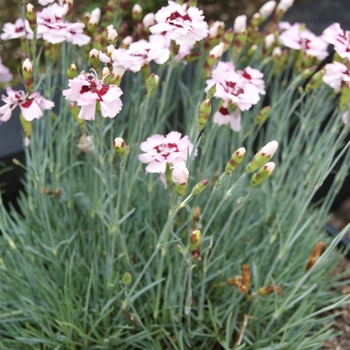 Dianthus Scent from Heaven™ 'Angel of Enlightenment' (132315)