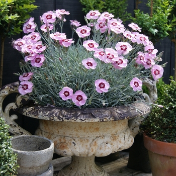 Dianthus Scent from Heaven™ 'Angel of Peace' (132322)