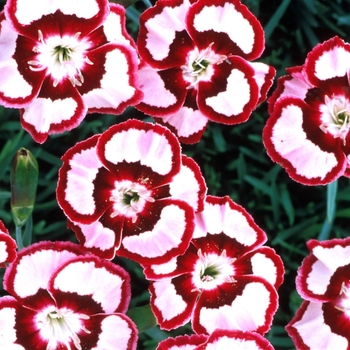 Dianthus Premier™ 'Raspberry Swirl' (132331)