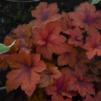 Heucherella 'Pumpkin Spice' (132346)