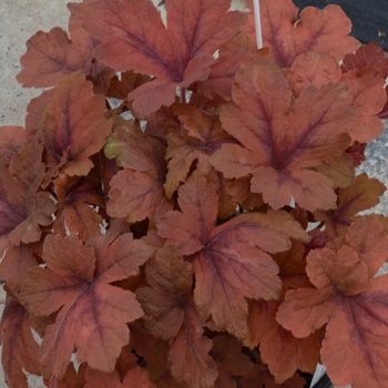 Heucherella 'Pumpkin Spice' (132347)