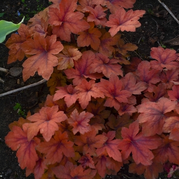 Heucherella 'Pumpkin Spice' (132348)