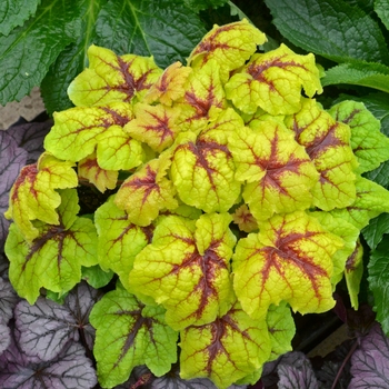 Heucherella 'Catching Fire' (132351)