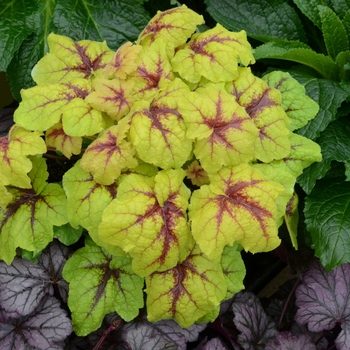 Heucherella 'Catching Fire' (132352)