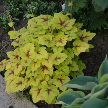 Heucherella 'Catching Fire' (132353)