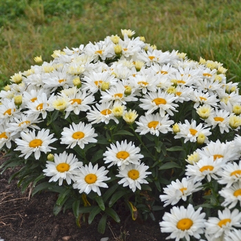 Leucanthemum x superbum 'Cream Puff' (132357)