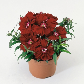 Dianthus chinensis Diana 'Crimson' (132386)