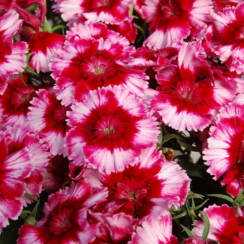 Dianthus chinensis Diana 'Crimson Picotee' (132389)