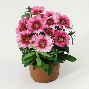 Dianthus chinensis Diana 'Crimson Picotee' (132390)