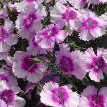 Dianthus chinensis Diana 'Lavender Picotee' (132395)