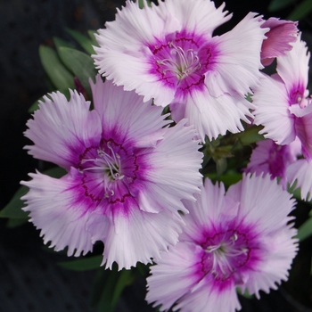 Dianthus chinensis Diana 'Lavender Picotee' (132396)