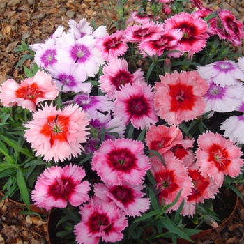 Dianthus chinensis Diana 'Picotee Mix' (132399)