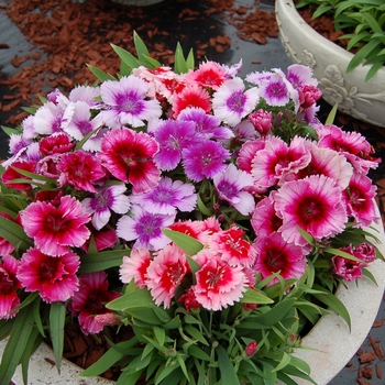 Dianthus chinensis Diana 'Picotee Mix' (132400)