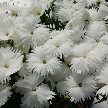 Dianthus chinensis Diana 'White' (132406)