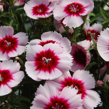 Dianthus chinensis Diana 'White Purple Eye' (132409)