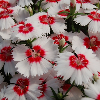 Dianthus chinensis Diana 'White Red Eye' (132410)