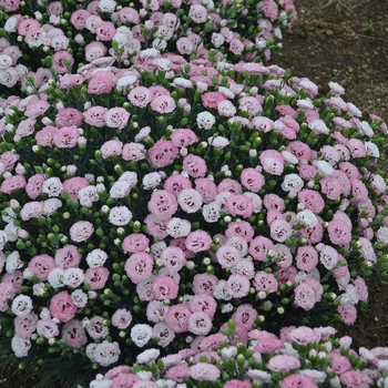 Dianthus Pretty Poppers™ 'Appleblossom Burst' (132429)