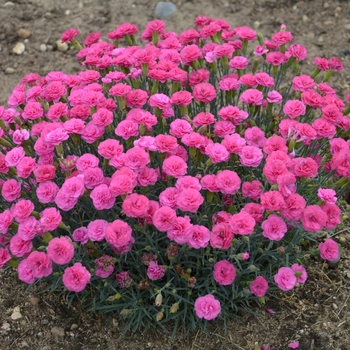 Dianthus Pretty Poppers™ 'Double Bubble' (132434)