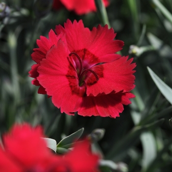 Dianthus gratianopolitanus 'Red Beauty' (132438)