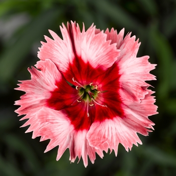 Dianthus chinensis Super Parfait™ 'Strawberry' (132441)