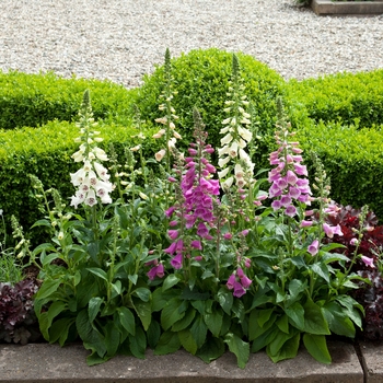 Digitalis purpurea 'Dalmatian Cream' (132454)